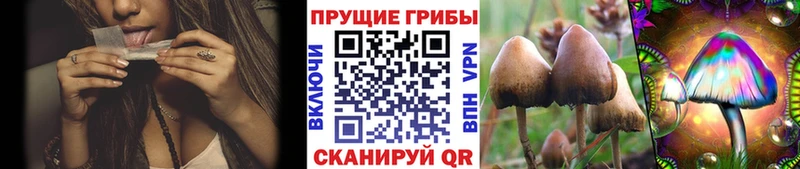 Псилоцибиновые грибы Psilocybe Трубчевск